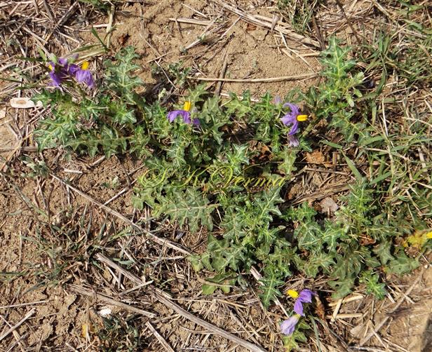  Plant